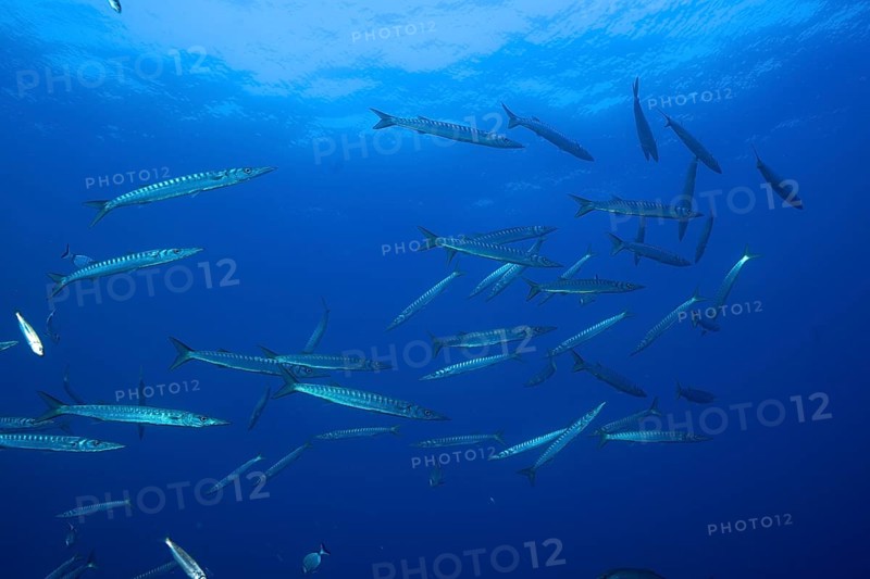 School of fish, group, school of barracuda (Sphyraena sphyraena) in the Mediterranean Sea near Hyères. Dive site Giens Peninsula, Côte d'Azur, France, Europe