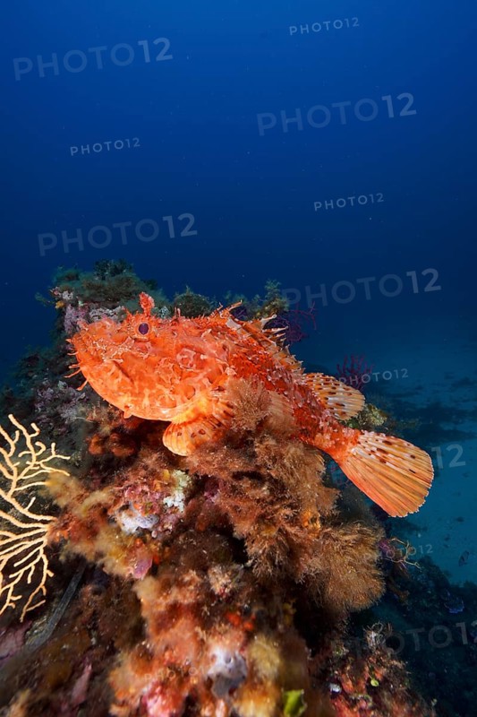 Large red scorpionfish (Scorpaena scrofa), sea sow, in the Mediterranean near Hyères. Dive site Giens Peninsula, Côte d'Azur, France, Europe