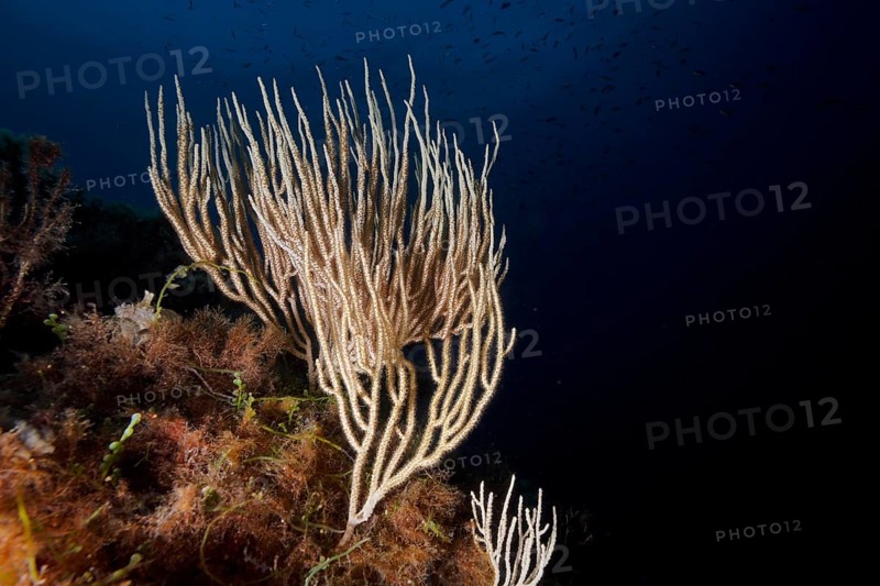 White gorgonian (Eunicella singularis) in the Mediterranean Sea near Hyères. Dive site Giens Peninsula, Côte d'Azur, France, Europe