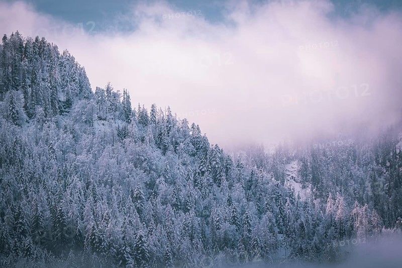 Dense coniferous forest with snow-covered trees under a foggy sky, Kaisergebierge, The Mountain Doctor, Elmau, Austria, Europe
