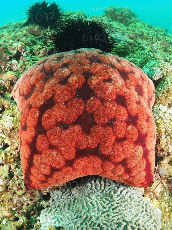 Spiny cushion star (Culcita novaeguineae), dive site Mermaid Cove, Qantab, Oman, Asia