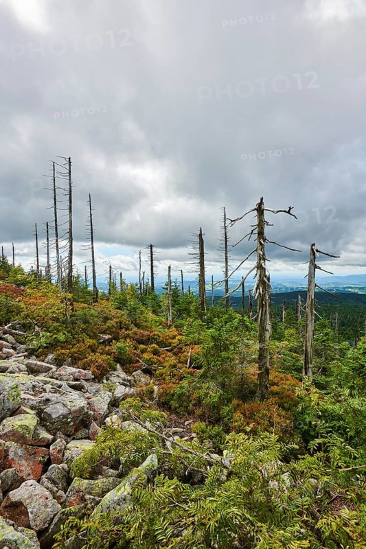 Vegetation with Norway spruce (Picea abies) and colored European blueberry (Vaccinium myrtillus) on Mount Lusen in late summer, Bavarian Forest, Bavaria, Germany, Europe