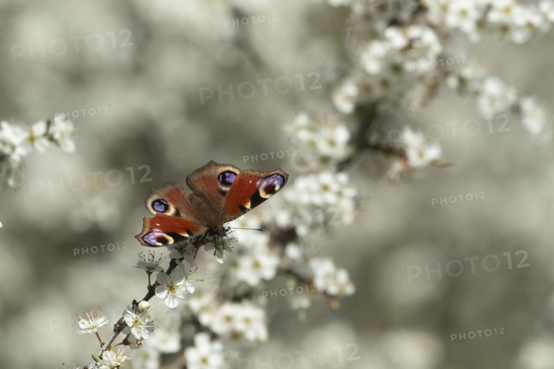 Peacock (Aglais io) butterfly feeding on a Blackthorn bush flower on a hedgerow in the springtime, Suffolk, England, United Kingdom, Europe