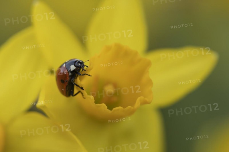 Seven-spot ladybird (Coccinella septempunctata) adult insect on a Daffodil flower in springtime, Suffolk, England United Kingdom