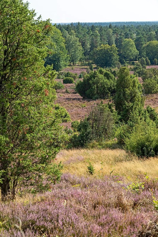 Heather blossom, juniper (Juniperus communis), near Wilsede, Bispingen, Lüneburg Heath, Lower Saxony, Germany, Europe