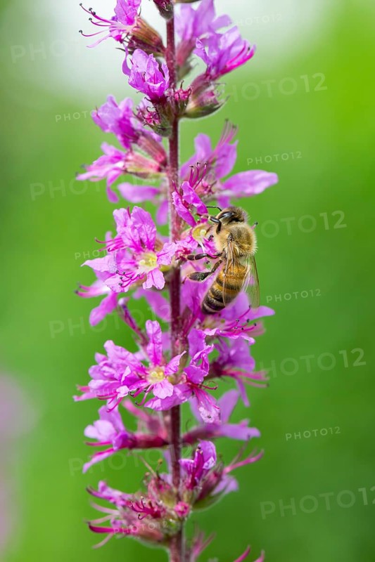 A honey bee (Apis mellifera) sits on a pink flower, purple loosestrife (Lythrum salicaria) and pollinates it, blurred green and pink colours can be seen in the background, Baden-Württemberg, Germany, Europe