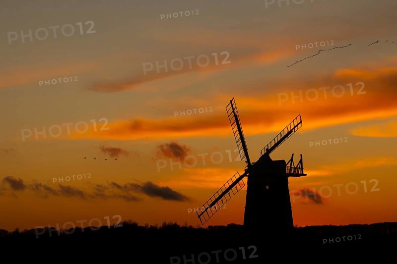 Pink-footed goose (Anser brachyrhynchus) adult birds in flight in a flock or skein over a windmill at sunset, Burnham Ovary Straithe, Norfolk, England, United Kingdom, Europe