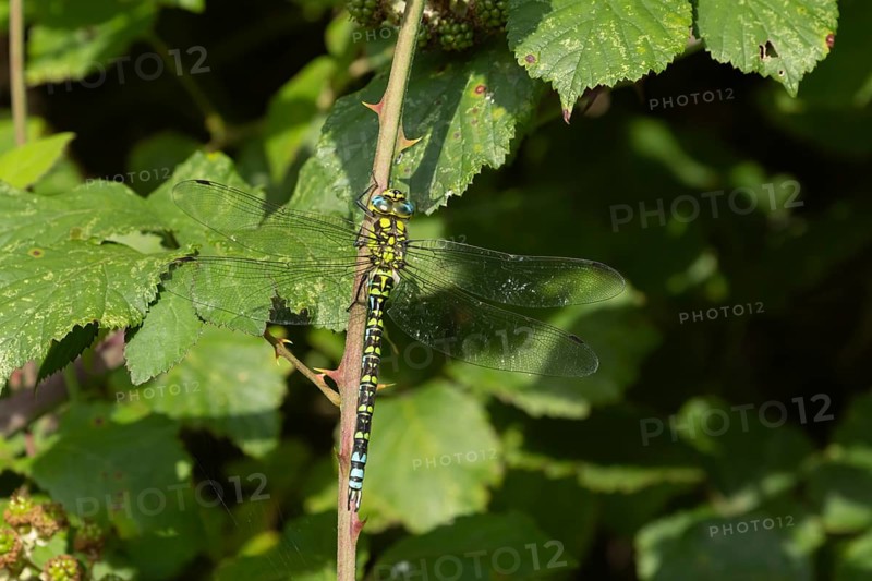 Southern hawker dragonfly (Aeshna cyanea) adult female insect resting on a Bramble plant stem, Suffolk, England, United Kingdom, Europe