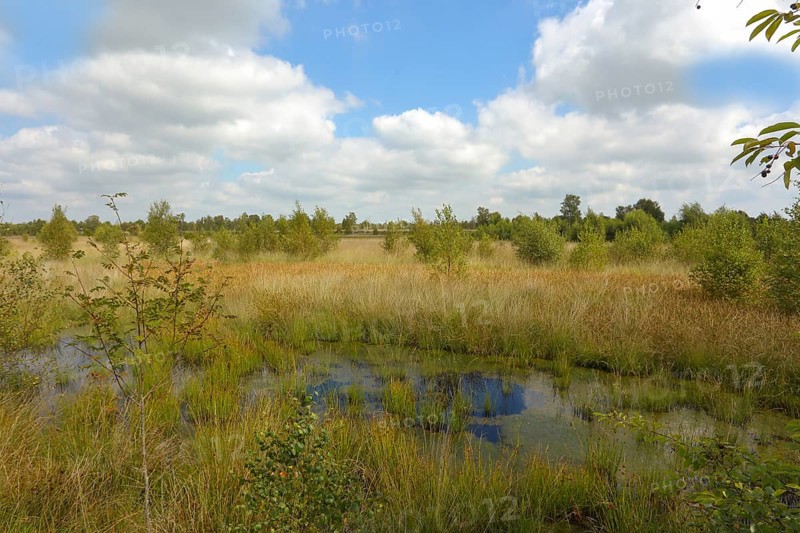 Nature reserve Aschendorfer Obermoor, Wildes Moor, former peat extraction areas undergoing renaturalisation, Emsland, Lower Saxony, Germany, Europe