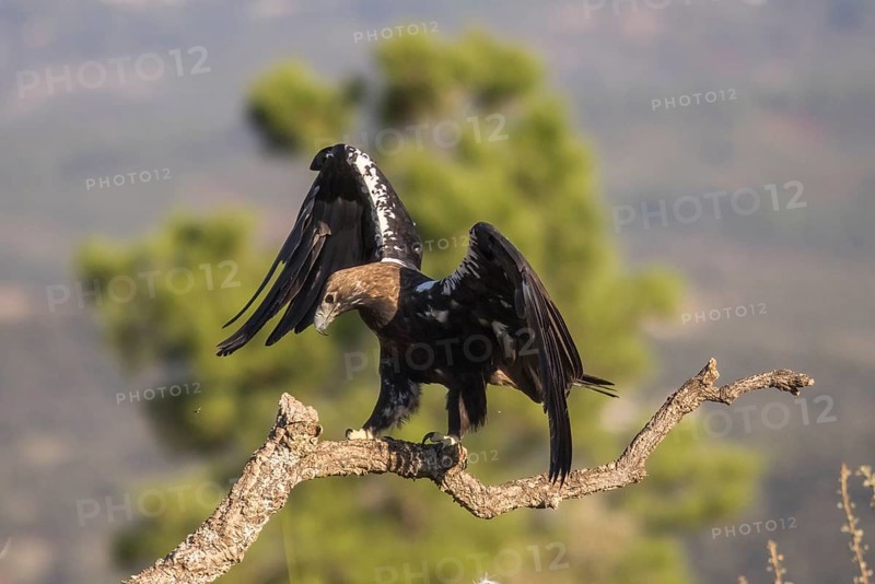 Iberian Eagle (Aquila adalberti), Spanish imperial eagle, Extremadura, Castilla La Mancha, Spain, Europe