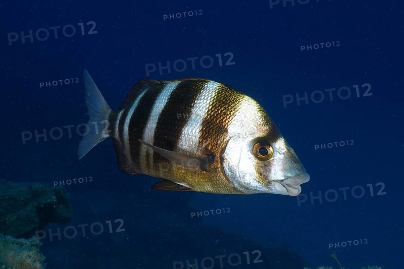 A striped fish, zebra bream (Diplodus cervinus cervinus), swims through the underwater wilderness in the deep blue sea. Dive site Cueva de las Morenas, Palm Mar, Tenerife, Canary Islands, Spain, Europe