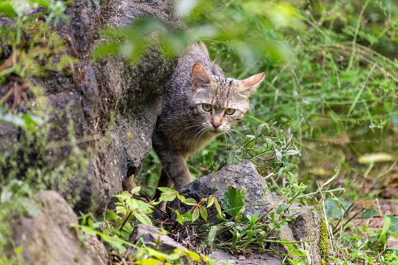 A cat sneaks out of a rock in a dense forest, wild cat (Felis silvestris), kittens, Germany, Europe