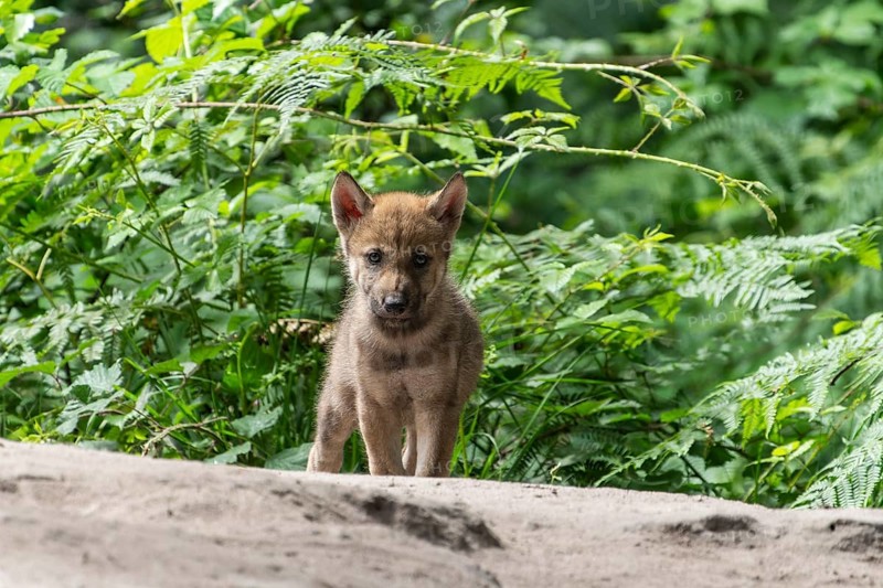 A single wolf pup stands boldly in a clearing surrounded by dense undergrowth, European grey gray wolf (Canis lupus), Germany, Europe