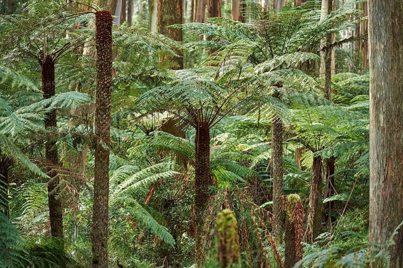 Nature landscape of the forest in the Dandenong Ranges with ferns and Eucalyptus regnans trees in spring, Australia, Oceania