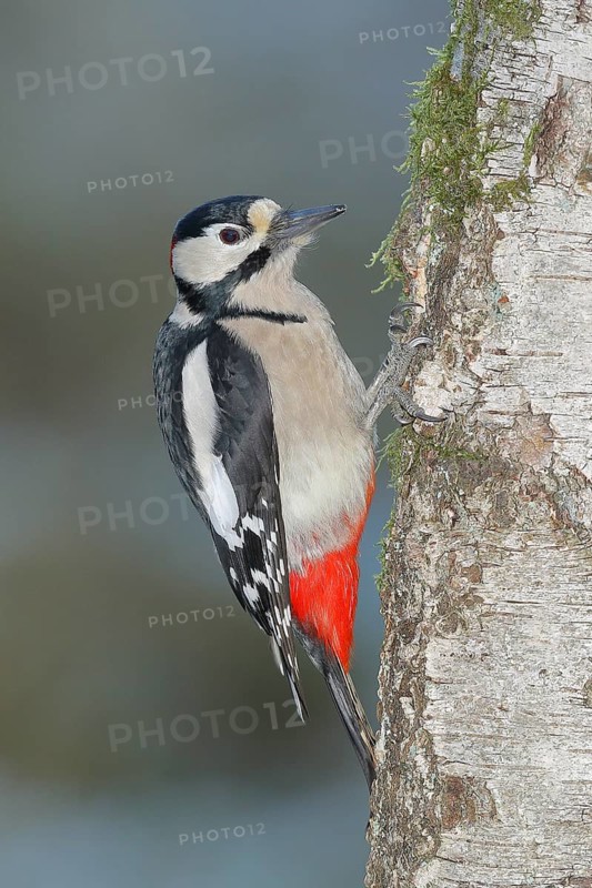 Great spotted woodpecker (Dendrocopos major), male, sitting on the trunk of a birch tree, Rothaargebirge, North Rhine-Westphalia, Germany, Europe