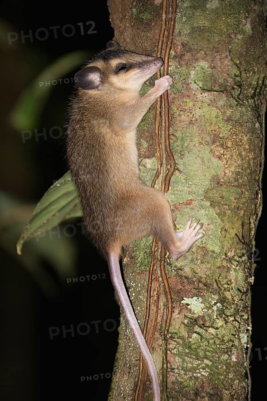 Brown four eyed Opossum, Metachirus nudicaudatus, Amazon basin, Brazil, South America
