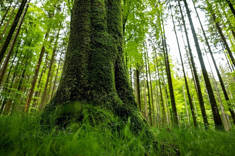 Moss-covered tree in forest meadow, Eppishausen, Unterallgäu, Bavaria, Germany, Europe