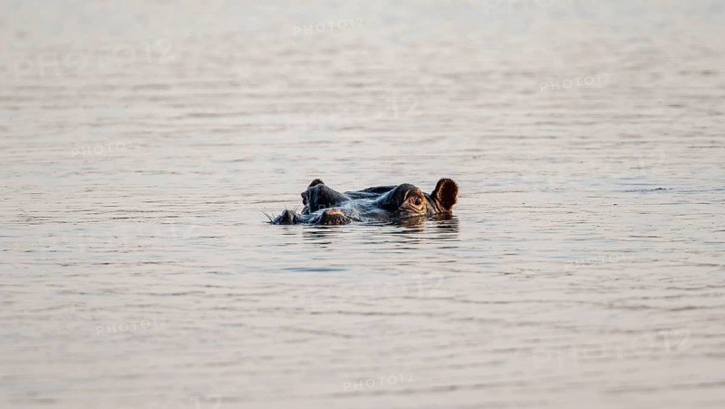 Hippopotamus (Hippopatamus amphibius), adult, head looking out of the water, Sunset Dam, Kruger National Park, South Africa, Africa