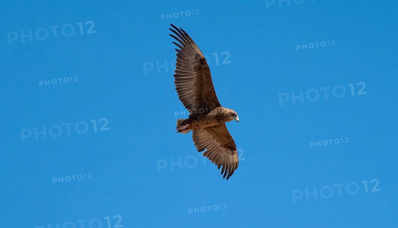 Bateleur (Terathopius ecaudatus), juvenile in flight against a blue sky, Etosha National Park, Namibia, Africa