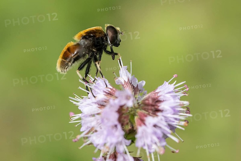 Bumblebee hoverfly (Volucella bombylans) on water mint (Mentha aquatica), Emsland, Lower Saxony, Germany, Europe