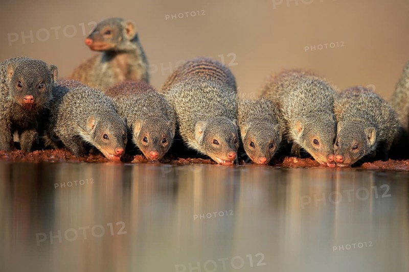 Zebra mongoose (Mungos mungo), adult, group, at the water, drinking, Kruger National Park, Kruger National Park, Kruger National Park South Africa