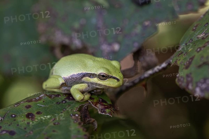 Tree frog (Hyla arborea), Lower Saxony, Germany, Europe