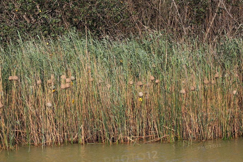 Eastern golden weaver (Ploceus subaureus), colony, Saint Lucia Estuary, Isimangaliso Wetland Park, Kwazulu Natal, South Africa, Africa