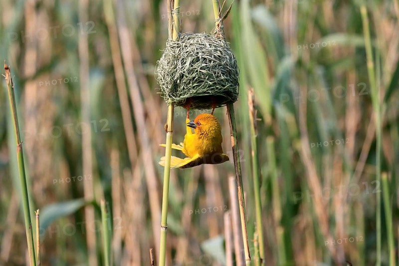 Eastern golden weaver (Ploceus subaureus), adult, male, at the nest, mating, Saint Lucia Estuary, Isimangaliso Wetland Park, Kwazulu Natal, South Africa, Africa