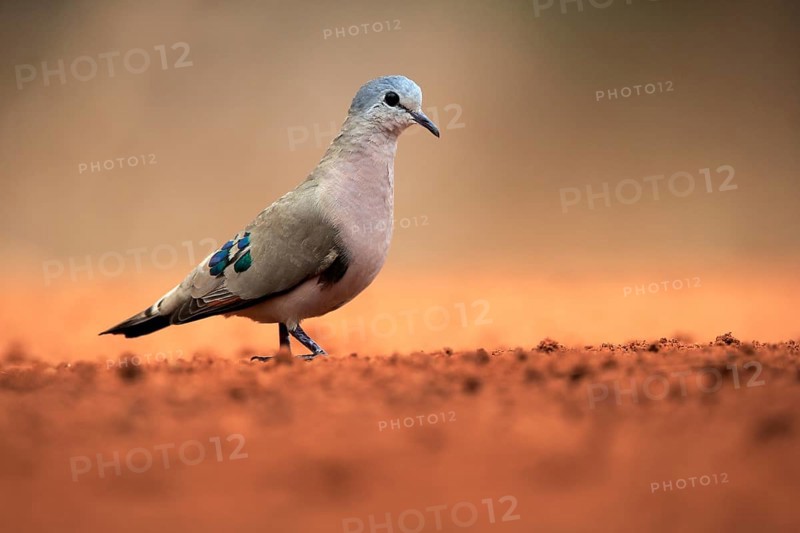Emerald-spotted wood dove (Turtur chalcospilos), adult, at the water, Kruger National Park, Kruger National Park, Krugerpark, South Africa, Africa
