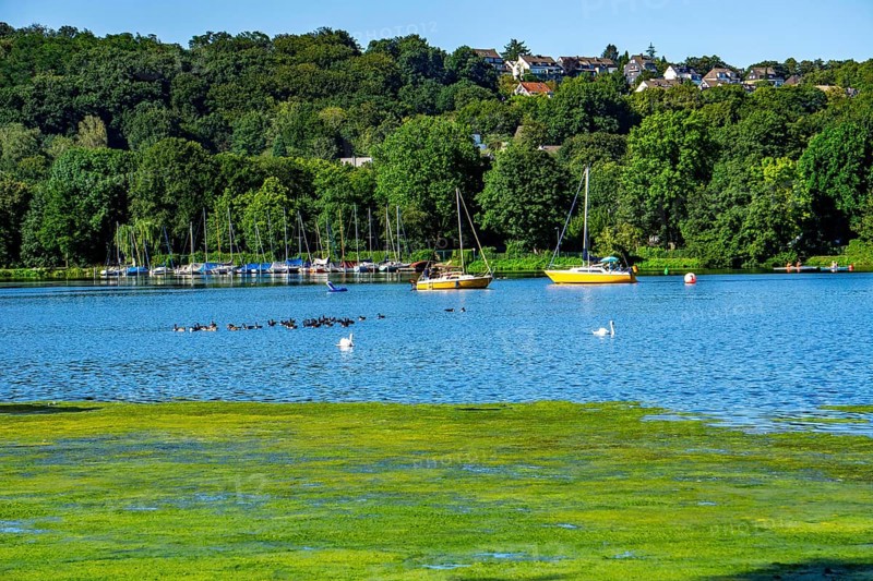 Waterweed, Elodea, an invasive species, green carpet of plants on Lake Baldeney in Essen, the fast-growing aquatic plant proliferates on large parts of the Ruhr reservoir, increased water temperatures accelerate growth, recreational boat traffic is severely impaired, Essen, North Rhine-Westphalia, Germany, Europe