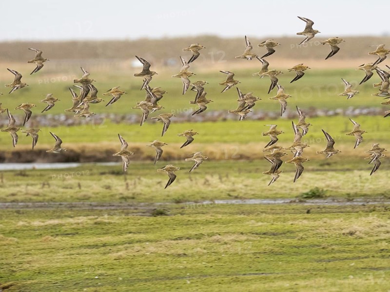Eurasian Golden Plover (Pluvialis apricaria) flock in flight over a coastal marsh, migrating northwards in early springtime, island of Texel, Holland