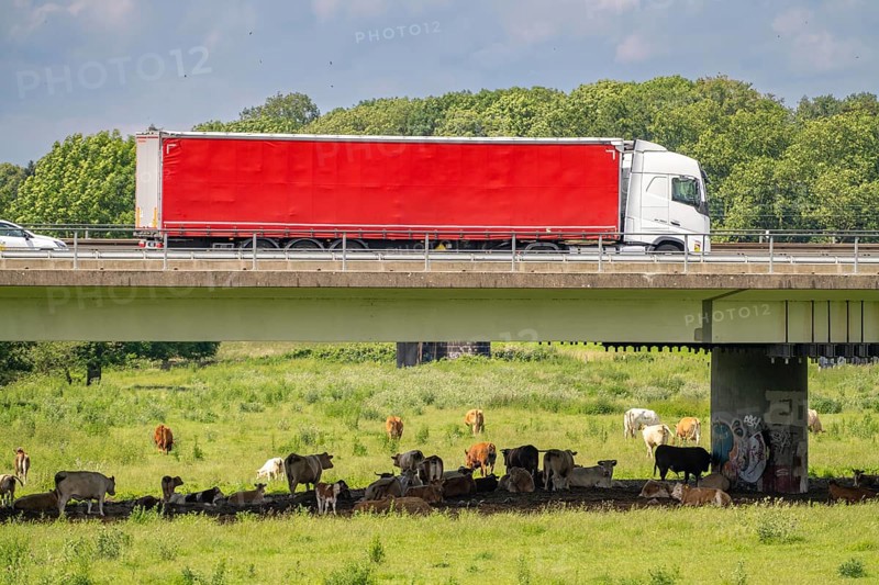 Lorry on the A40 motorway, bridge over the Ruhr and Styrumer Ruhrauen, herd of cattle, dairy cows grazing, Mülheim an der Ruhr, North Rhine-Westphalia, Germany, Europe