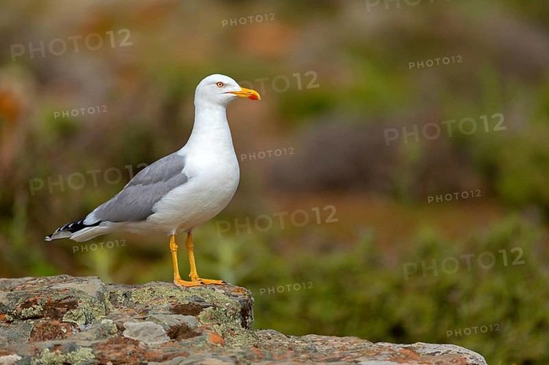 Yellow-legged gull (Larus michahellis), Hides De Calera / Steppe Raptors, Calera Y Chozas, Castilla La Mancha / Toledo, Spain, Europe