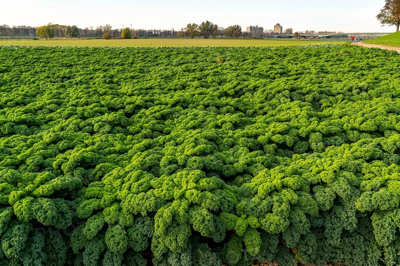 Kale field, growing area in the south of Düsseldorf, Volmerswerth district, on the Rhine, North Rhine-Westphalia, Germany, Europe