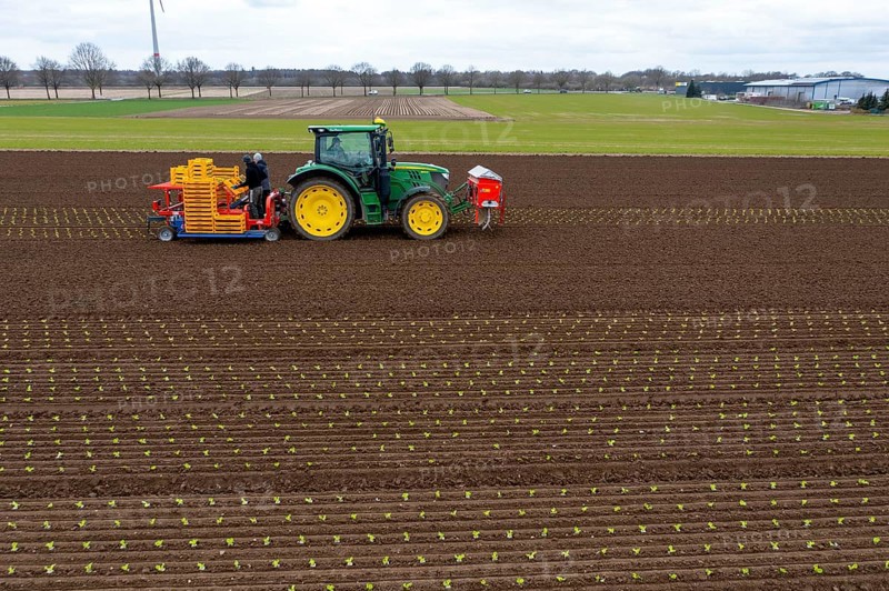 Lettuce plants are planted with a planting machine, Agriculture, Spring