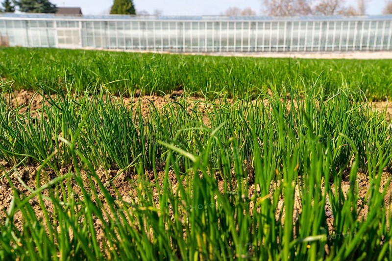 Agriculture, herb nursery, chives young plants, fresh in the field, field, planted