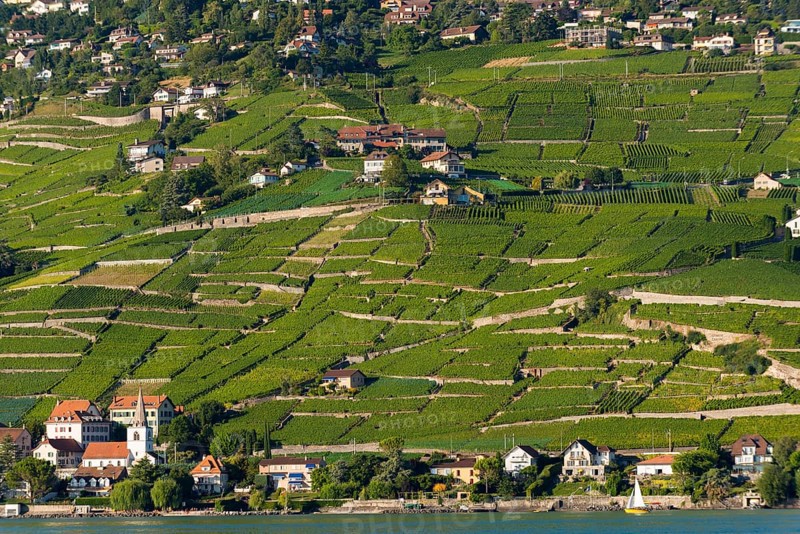 Viticulture in Lavaux, vine, vineyard, wine, agriculture, agribusiness, beverage, alcohol, cultivation, economy, Alps, summer, canton, tourism, Vevey, Vaud, Switzerland, Europe