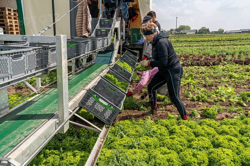 Harvesting Lollo Bianco lettuce, harvest workers cut off the lettuce heads, clean them and put them in boxes, they are washed in the trailer and packed for the customers, North Rhine-Westphalia, Germany, Europe
