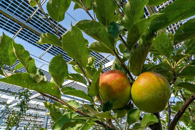Agri-photovoltaic test plant, an apple tree plantation with two different systems of PV modules was roofed over 3000 square metres, rain and sunlight comes through, at the same time protection against hail and heavy rain, next to it are the same trees but without a solar roof, as a comparison object, how the PV roof affects the trees and harvest, the field test is accompanied by the Fraunhofer Institute for Solar Energy Systems ISE, in Grafschaft-Gelsdorf, Rhineland-Palatinate, Germany, Europe