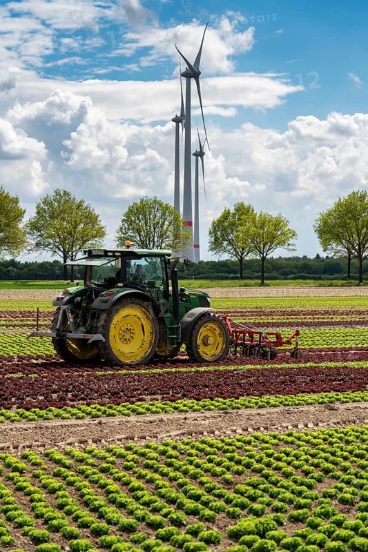 Agriculture, lettuce growing in a field, Lollo Bionda and Lollo Rossa, in long rows of plants, working the field with a finger hoe that mechanically removes the weeds between the plants, North Rhine-Westphalia, Germany, Europe