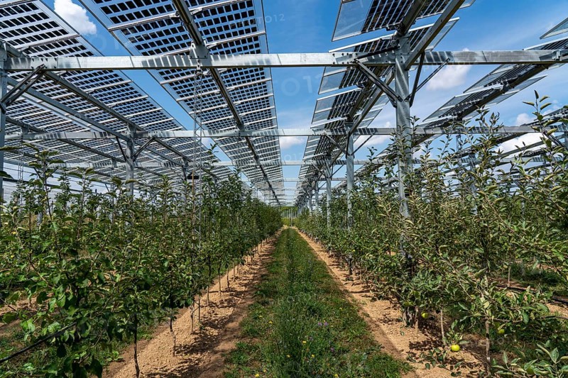 Agri-photovoltaic test plant, an apple orchard with two different systems of PV modules was roofed over 3000 square metres, rain and sunlight comes through, at the same time protection against hail and heavy rain, next to it are the same trees but without a solar roof, as a comparison object, how the PV roof affects the trees and harvest, the field test is accompanied by the Fraunhofer Institute for Solar Energy Systems ISE, in Grafschaft-Gelsdorf, Rhineland-Palatinate, Germany, Europe
