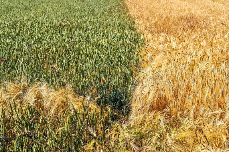 Grain field, wheat, soft wheat, ears, green, left, barley field right, ready for harvest, field flowers