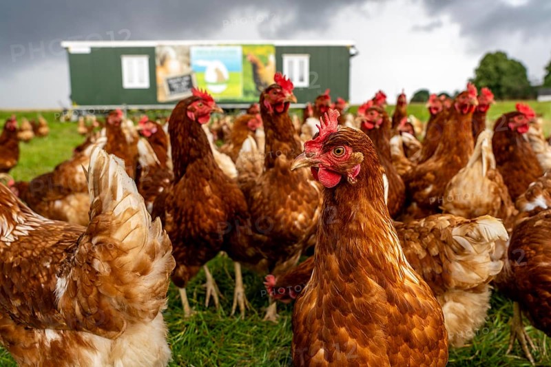 Chickens in a meadow, mobile housing, free-range chickens, free-range eggs, north of Warstein-Allagen, North Rhine-Westphalia, Germany, Europe