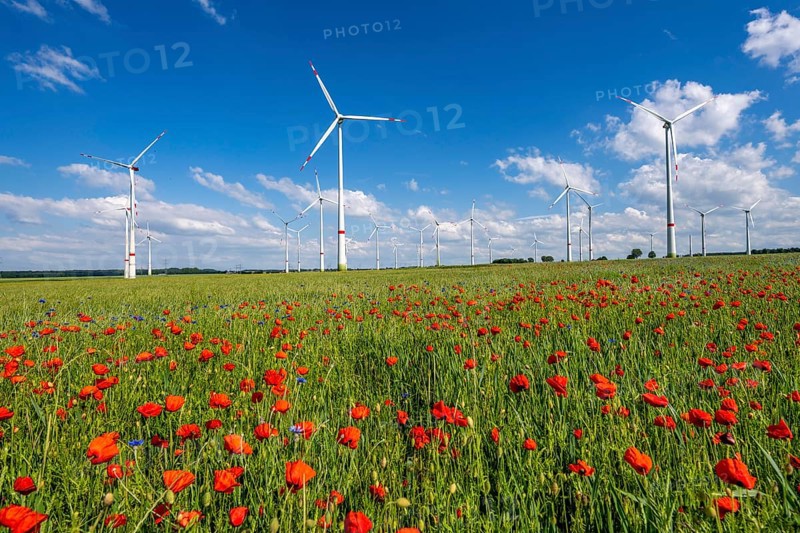 Wind farm, field with flower strips, insect-friendly border of fields with mixed flowers, poppies, north of Marsberg, Hochsauerlandkreis, North Rhine-Westphalia, Germany, Europe