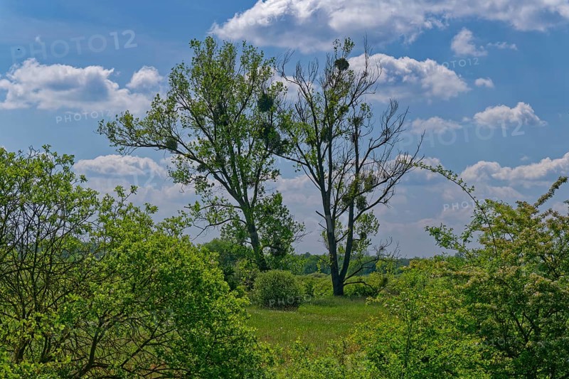 Landscape in the Ohre wetland with bushes and trees, including mistletoe, in the UNESCO Drömling Biosphere Reserve. Hanseatic town of Salzwedel in the Altmark, Saxony-Anhalt, Germany, Europe