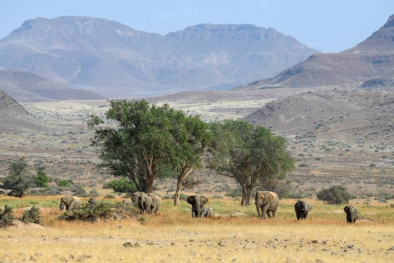 Desert elephants (Loxodonta africana) in the Huab dry river, Damaraland, Kunene region, Namibia, Africa
