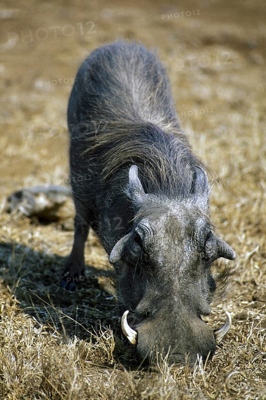 Common Warthog (Phacochoerus africanus) with big tusks kneeling down to feed, Kruger National Park, South Africa, Africa