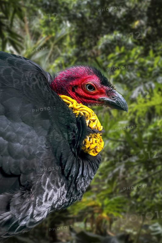 Australian brushturkey, Australian brush-turkey, gweela, scrub turkey, bush turkey (Alectura lathami) native to Australia