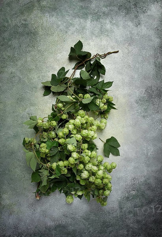 A branch with leaves of fresh hops, beer ingredient, top view