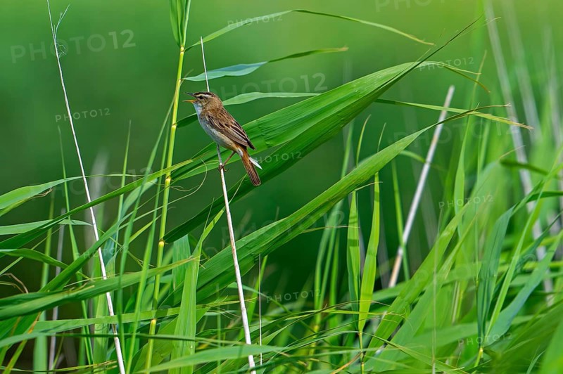 Sedge warbler (Acrocephalus schoenobaenus, Motacilla schoenobaenus) calling from reed stem in reedbed in summer